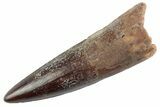 Fossil Spinosaurus Tooth - Nice Tip #367995-1